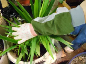 UV Protective gloves SPF50